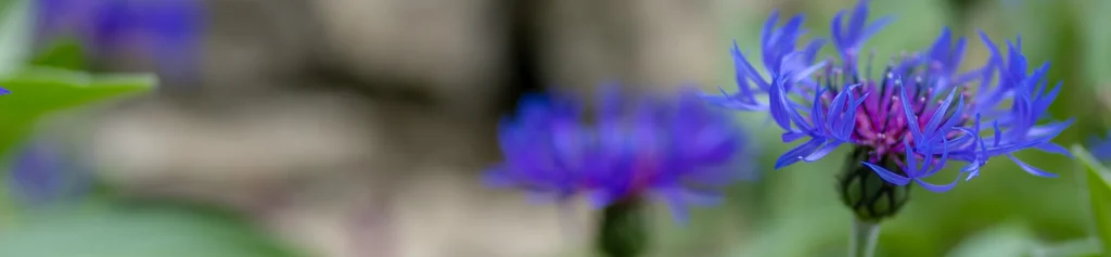 Close-up of a vibrant purple and blue flower with thin, spiky petals, set against a blurred background of green foliage and hints of more flowers.